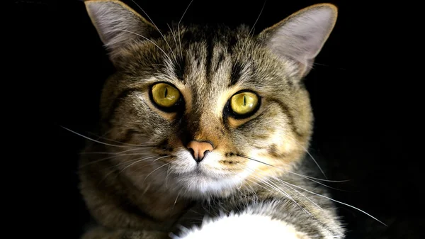 Gato con ojos amarillos — Foto de Stock