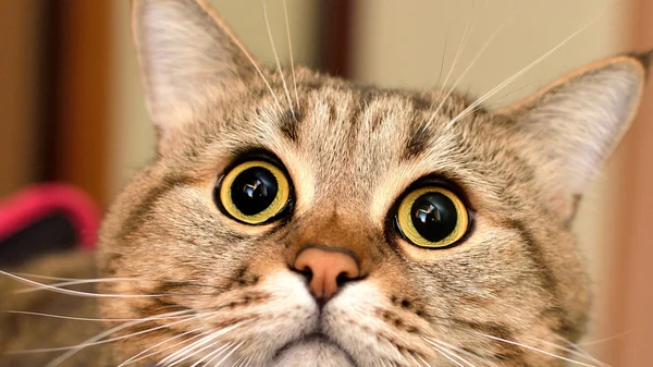 Kedi fotoğrafı