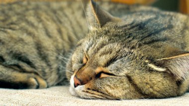 Uykulu Gri kedi