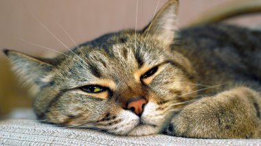 güzel sarı-yeşil gözleri ile kedi