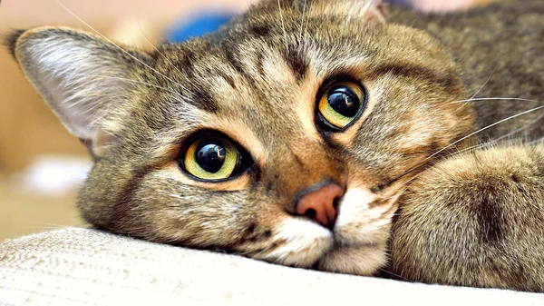 美しい黄緑色の目の猫 — ストック写真
