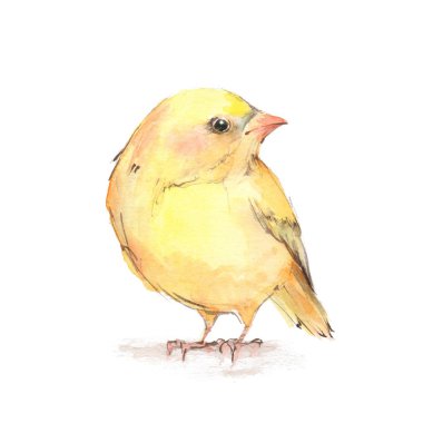 Piliç. Sulu Boya illustratio