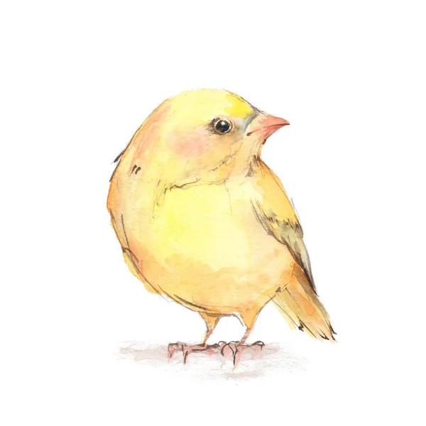 Piliç. Sulu Boya illustratio