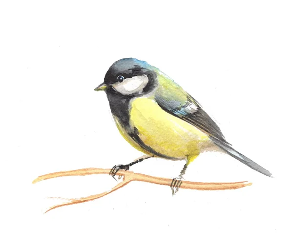 Şirin küçük kuş 1