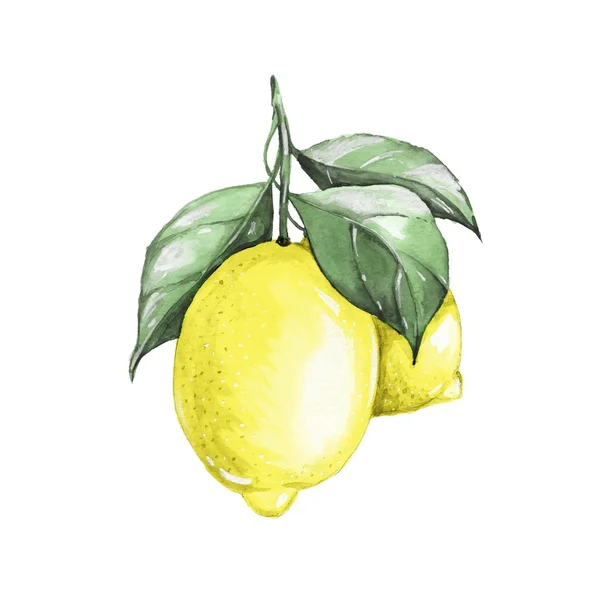 Limon. Sulu boya resim. Beyaz izole