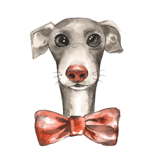 Köpek kroki üzerinde izole beyaz arka plan. Kırmızı yay.