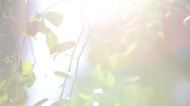 Yaprakları ve güneş