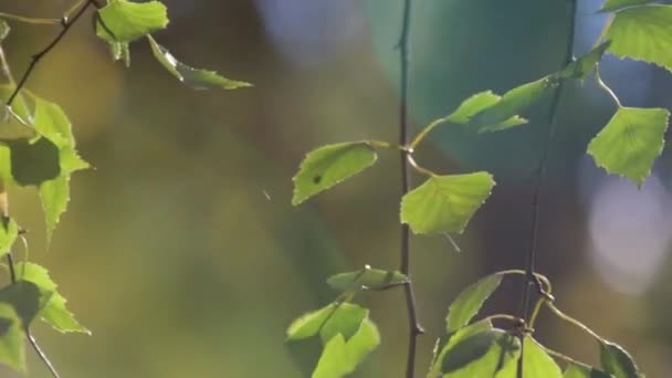 Die Blätter und die Sonne — Stockvideo