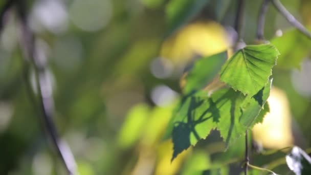 树叶和太阳 — 图库视频影像