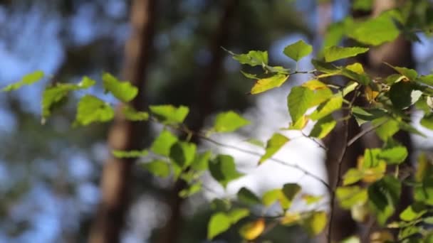 Björklöv i solen — Stockvideo