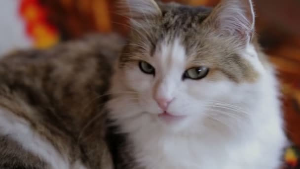 Katten — Stockvideo