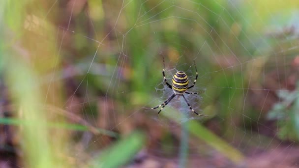 Araignée, noire et jaune, assise sur le gossamer — Video