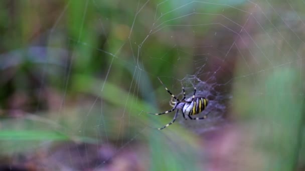 Spin, zwart en geel, zit op de gossamer — Stockvideo