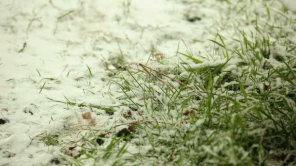 Blizzard, green grass, snow — Stock Video