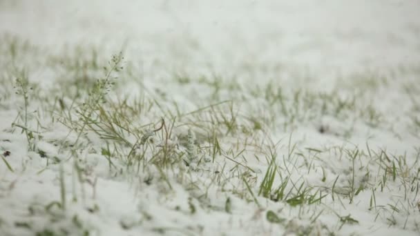 Blizzard, green grass, snow — Stock Video