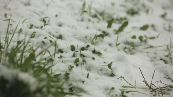 Χιονοθύελλα, πράσινο γρασίδι, χιόνι — Αρχείο Βίντεο