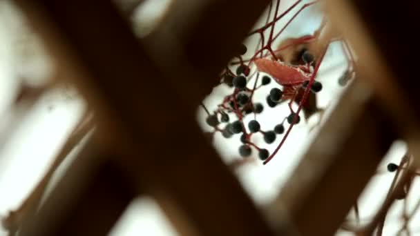 Un bouquet congelé de raisins dans la neige — Video