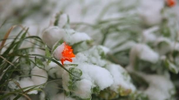 Fiore d'arancio congelato nella neve . — Video Stock