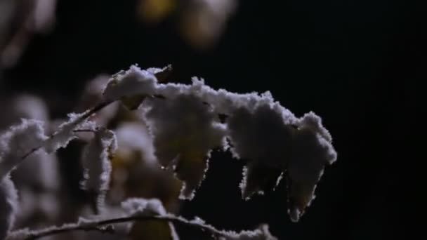 La luz de fondo de las hojas congeladas2 — Vídeos de Stock
