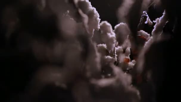 Die gefrorenen Blätter im Gegenlicht3 — Stockvideo