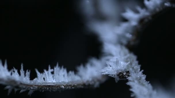 Hermosa llanta de invierno en la rama — Vídeos de Stock