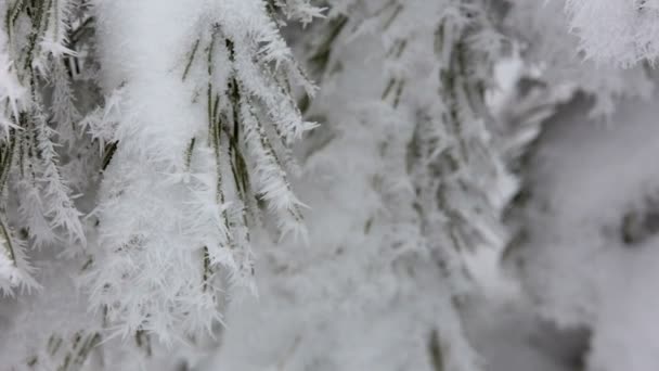 Vackra vinter rimfrost på grenen — Stockvideo