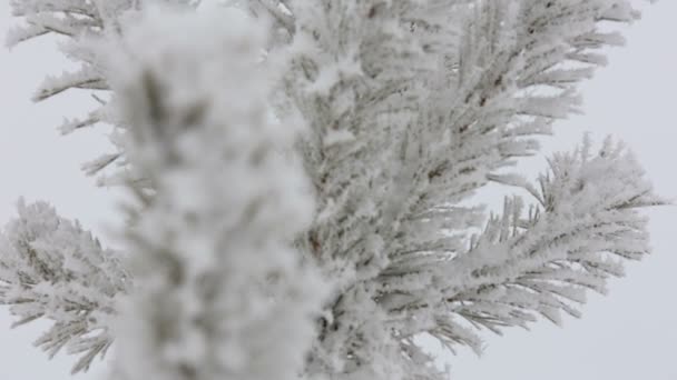 Hermosa llanta de invierno en la rama — Vídeos de Stock