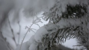 Güzel kış in Rime ı dalı