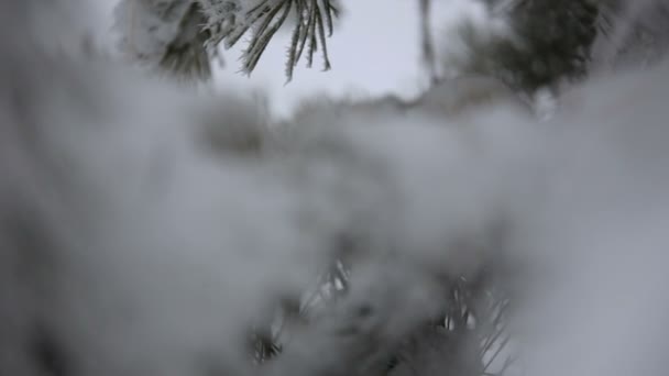 Vackra vinter rimfrost på grenen — Stockvideo