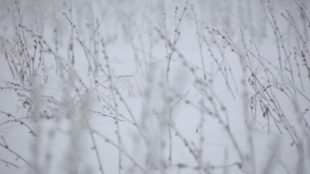Belle rime hivernale sur la branche 