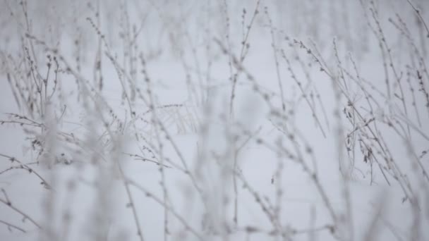 Schöner Winterreif auf dem Ast — Stockvideo