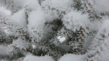 Güzel kış in Rime ı dalı