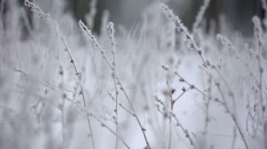 Güzel kış in Rime ı dalı