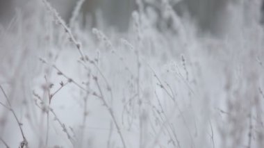 Güzel kış in Rime ı dalı