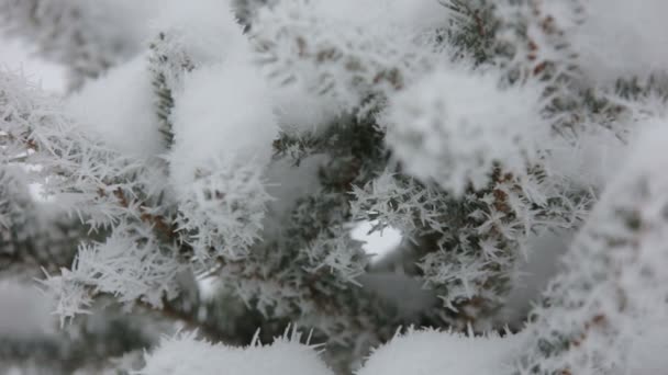 Vackra vinter rimfrost på grenen — Stockvideo