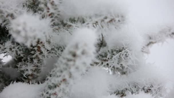 Vackra vinter rimfrost på grenen — Stockvideo