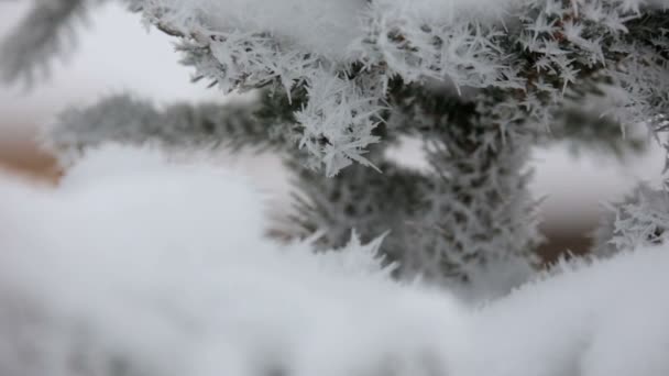 Schöner Winterreif auf dem Ast — Stockvideo