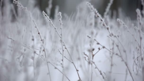 Mooie winter rime op de tak — Stockvideo