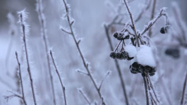 美丽的冬天雾凇的树枝上 — 图库视频影像