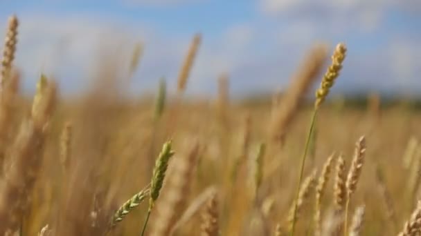 Hears of wheat in the wind — стоковое видео