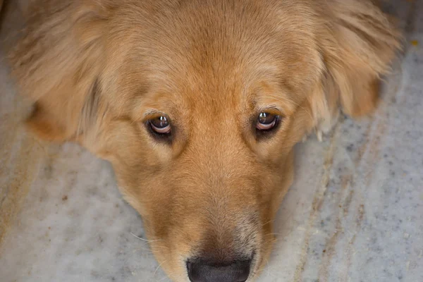 Golden retriever evcil köpek