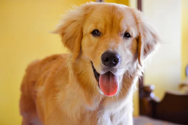 Golden retriever evcil köpek