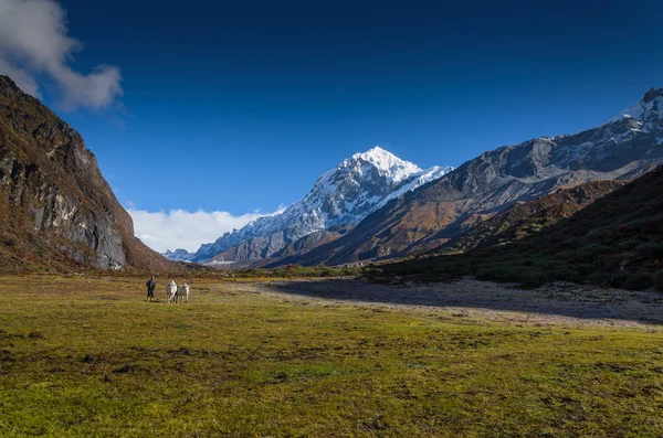 Vadi kar çok Millî olan en yüksek