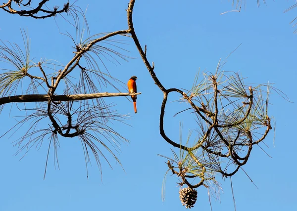 Bird watching at kanha forest — Stock Photo, Image