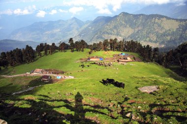 Yeşil Vadi darjeeling