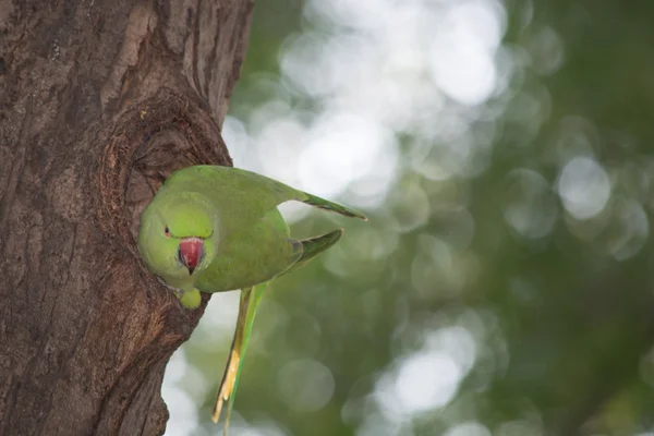 Yeşil papağan yuvasını dışında