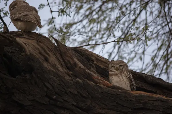 ağaç üzerinde oturan baykuş