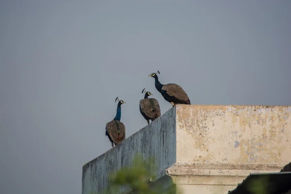 Three peacocks sitting on the roof — Stock Photo, Image