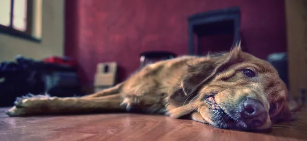 Evde beslenen hayvan köpek yere dinlenme.