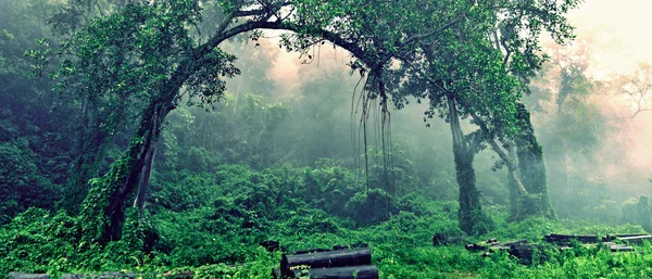 Sisli orman ve yeşil